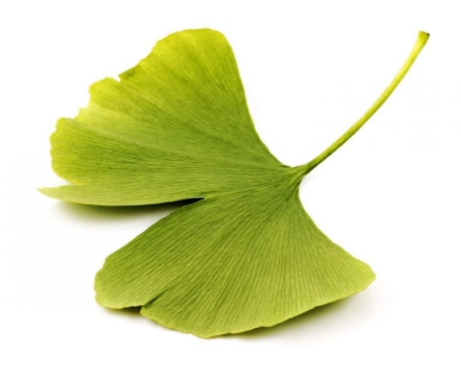 _b_96Ginkgo-biloba